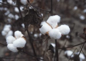 cotton sheet